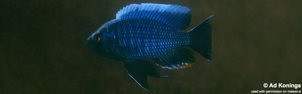 Nyassachromis boadzulu 'Kanchedza Island'