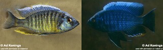 Nyassachromis boadzulu