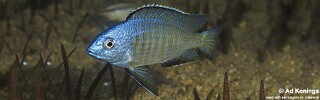 Nyassachromis microcephalus 'Otter Point'.jpg