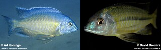 Nyassachromis nigritaeniatus