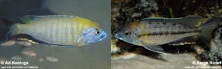 Nyassachromis prostoma