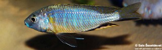 Nyassachromis purpurans.jpg