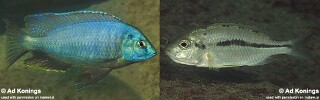 Nyassachromis sp. 'otter'
