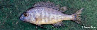 Nyassachromis sp. &#39;argyrosoma blue&#39; Maleri Island