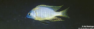 Nyassachromis sp. &#39;mphanga&#39; Mphanga Rocks