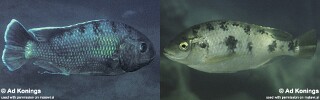 Oreochromis karongae