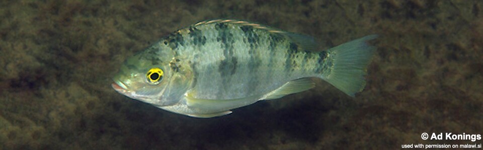 Oreochromis squamipinnis 'Thumbi Point'