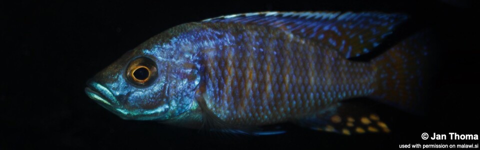 Otopharynx antron 'Makokola'