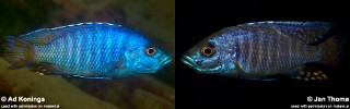 Otopharynx antron