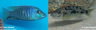Otopharynx brooksi 'Makokola Reef'.jpg