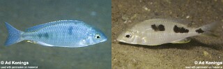 Otopharynx decorus 'Ntekete'.jpg