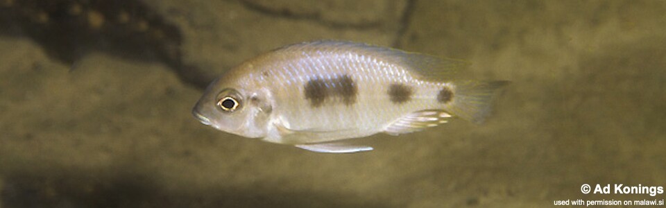 Otopharynx heterodon 'Cobwé'