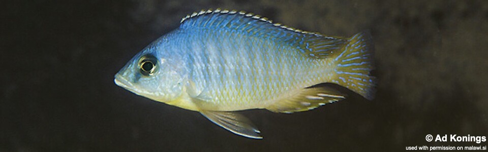 Otopharynx heterodon 'Mphanga Rocks'
