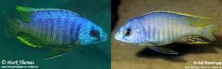 Otopharynx heterodon