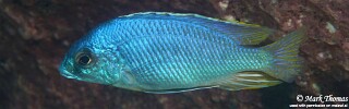 Otopharynx heterodon 'Chiwi Rocks'.jpg