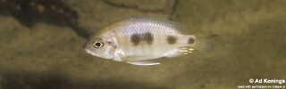 Otopharynx heterodon 'Cobwe'.jpg