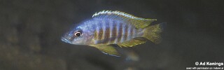 Otopharynx heterodon 'Gome Rock'.jpg