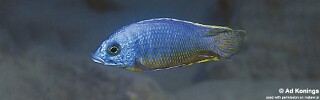Otopharynx heterodon 'Lupingu'.jpg