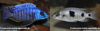 Otopharynx heterodon! 'Tanzania'.jpg
