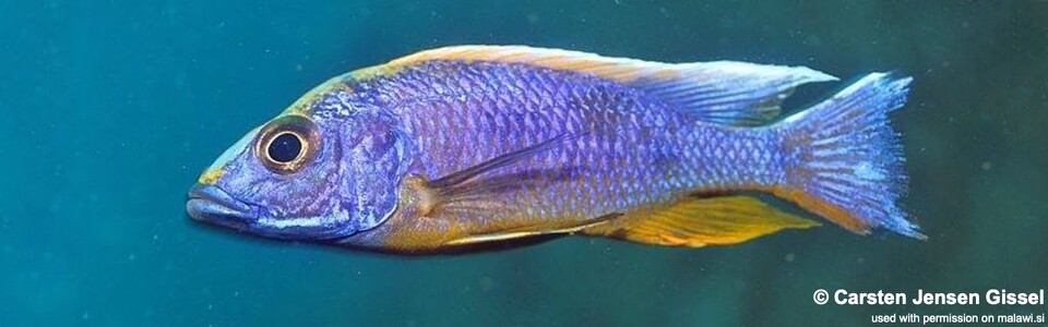 Otopharynx lithobates 'Three Peaks Reef'