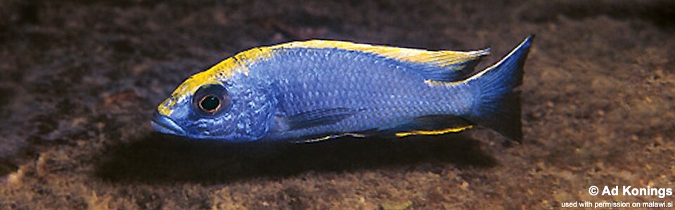 Otopharynx lithobates 'Zimbawe Rock'