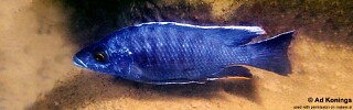 Otopharynx cf. lithobates 'Maleri Island'.jpg