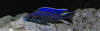 Otopharynx cf. lithobates.jpg