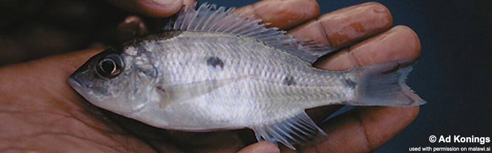 Otopharynx ovatus 'Mumbo Island'