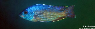 Otopharynx ovatus 'Boadzulu Island'.jpg