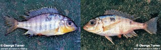 Otopharynx panniculus 'South East Arm'.jpg