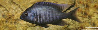 Otopharynx selenurus.jpg