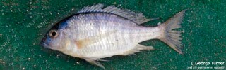 Otopharynx sp. 'argyrosoma deep'