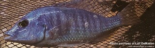 Otopharynx sp. 'blue longnose'