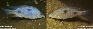Otopharynx sp. 'decorus jumbo'