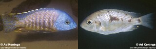 Otopharynx sp. 'heterodon boadzulu'