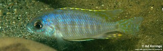 Otopharynx sp. 'heterodon ikombe'