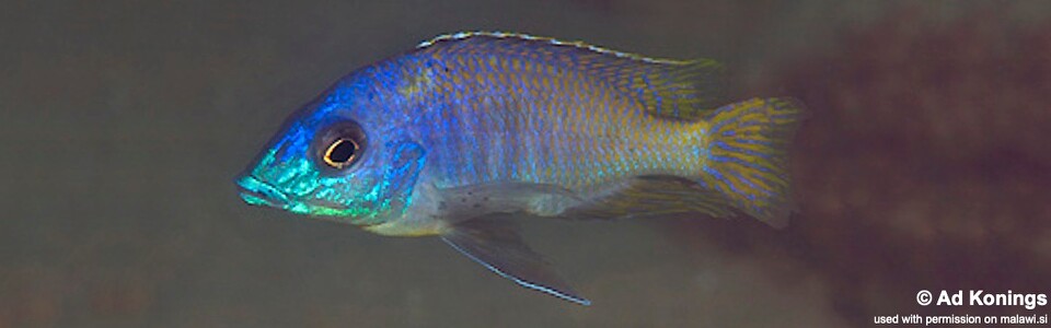 Otopharynx sp. 'heterodon longnose' Lundo Island