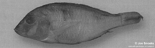 Otopharynx sp. 'red flat-jaw'