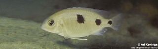 Otopharynx sp. 'auromarginatus goldhead' Nkolongwe.jpg