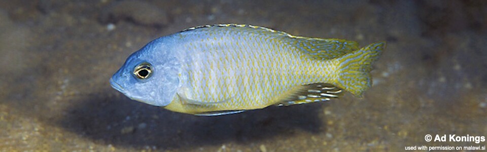 Otopharynx sp. 'auromarginatus jakuta' Chizumulu Island'