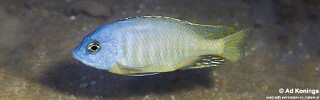 Otopharynx sp. &#39;auromarginatus jakuta&#39; Chizumulu Island&#39;