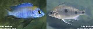 Otopharynx sp. &#39;auromarginatus mara&#39; Mala Point