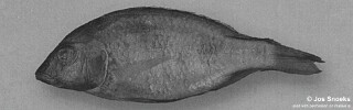 Otopharynx sp. &#39;blue flat-jaw&#39; Kadango
