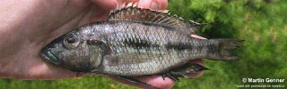 Otopharynx sp. &#39;brooksi nkhata&#39; Nkhata Bay