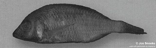 Otopharynx sp. &#39;golf-head blue&#39; Lutara Reef