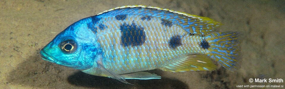 Otopharynx sp. 'heterodon nankumba' Cape Maclear