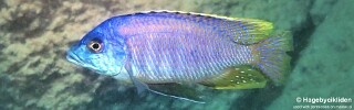 Otopharynx sp. 'heterodon nankumba'! Malawi NP.jpg