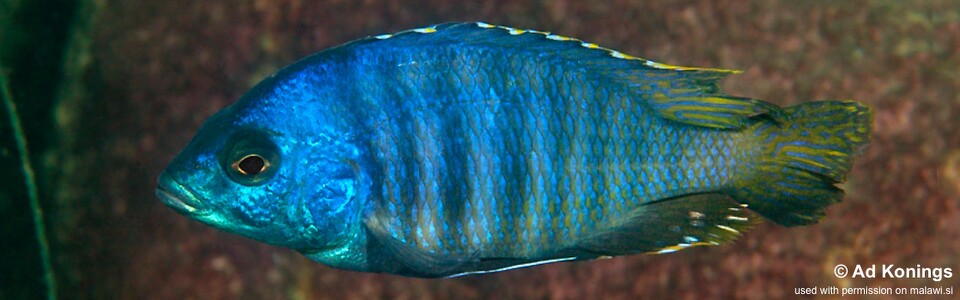 Otopharynx sp. 'ovatus likoma' Membe Point