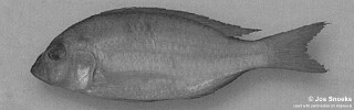 Otopharynx sp. &#39;round head&#39; Nkhotakota