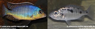 Otopharynx sp. 'spots' Sani.jpg